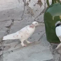 این کفتر از ما باخت رفته