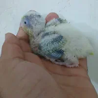 جوجه راهب