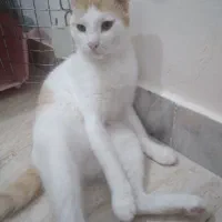 گربه واگذاری