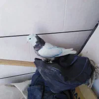 کبوتر طوقی هفت رنگ نر