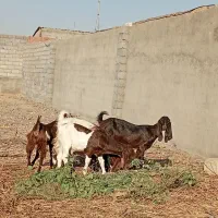 بزپاکستانی|حیوانات مزرعه|مشهد, وکیل‌آباد|دیوار