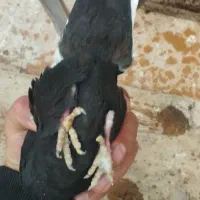 ماده سیاه دمسفید شعمک تخت