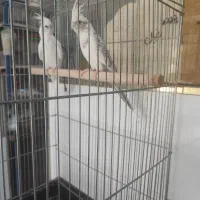 جوجه دون خور عروس