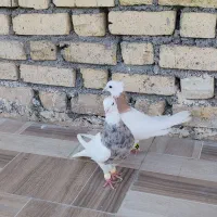 کبوتر طوقی اصیل