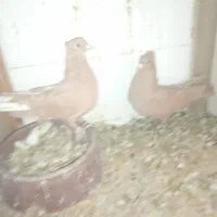 زرد دوم سفید گوهگ|پرنده|رفسنجان, |دیوار