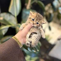 بریتیش گلد تبی|گربه|رشت, گلسار|دیوار