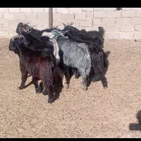 کهره نر ترکی|حیوانات مزرعه|شیراز, سرو|دیوار