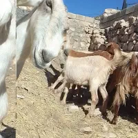 بز.تویشک|حیوانات مزرعه|گهواره, |دیوار