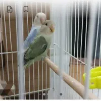 کوتوله مولد