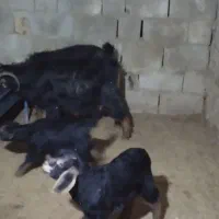 بز و بزغاله