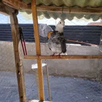 1عددکفترگرفته شده|حیوانات|نقده, |دیوار