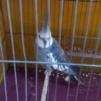 عروس هلندی