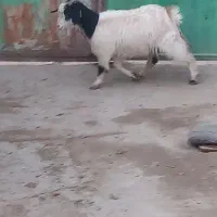 بزغاله سالم چاق برای کشتار