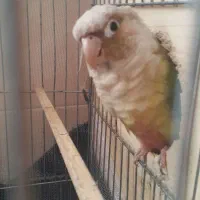 طوطی گرینچیک|پرنده|رودسر, |دیوار