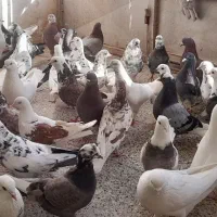 کبوتر تهرانی اصفهانی وغیره