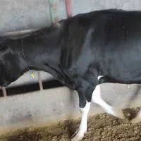 گاو شیری جوان همراه گوساله|حیوانات مزرعه|شال, |دیوار