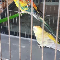 جفت طوطی آواز خوان ۶میلیون|پرنده|اهواز, بعثت|دیوار