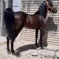 اسب کرد ۶ساله