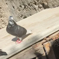 کبوتر|پرنده|برازجان, |دیوار