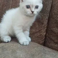 گربه استکاتیش فولد چشم اقیانوسی صورت خرسی