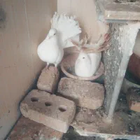 کبوتر دم چتری