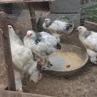 برهما اصیل|حیوانات مزرعه|ماسال, |دیوار