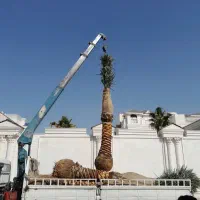 بریدن نخل تمیزکردن نخل سمپاشی نخل هرس نخل|خدمات باغبانی و درختکاری|اهواز, نادری|دیوار