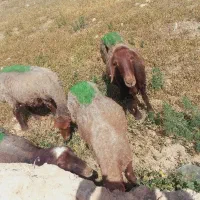 تعداد ۴ راس گوسفند بره دار به فروش می رسد
