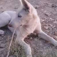سگ هاسکی سفید