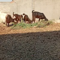 بزپاکستانی|حیوانات مزرعه|مشهد, وکیل‌آباد|دیوار