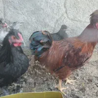 مرغ و خروس