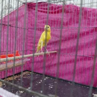 قناری نرطلایی یسر|پرنده|الوند, |دیوار