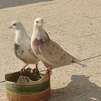 کفتر هما|پرنده|پاکدشت, پاکدشت (مامازند)|دیوار