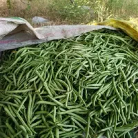 لوبیا سبز تر و تازه