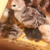 جوجه بوقلمون اردک و غاز