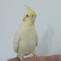 عروس هلندی نر