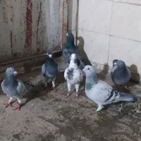 صید|پرنده|مشهد, شهید قربانی|دیوار