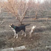 سگ نگهبان وگله|سگ|نوشین شهر, |دیوار