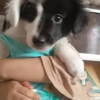 توله سه ماه نژاد شیتزو اشپیتزا