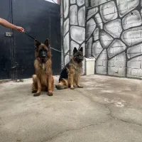 فروش ویژه یک جفت ژرمن کینگ سایز موبلند