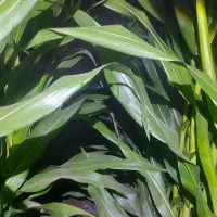 ذرت علوفه ای