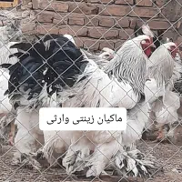 تخم نطفه دار برهما لایت|حیوانات مزرعه|تبریز, |دیوار
