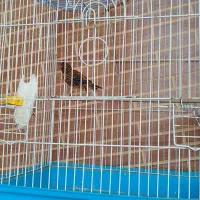 مرغ مینا|پرنده|کرمان, |دیوار