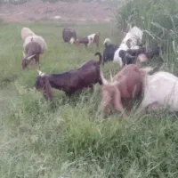 حیوانات خانگی