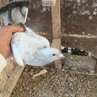 بدرنگ|پرنده|یزدان شهر, |دیوار