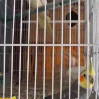 گمشده عروس هلند