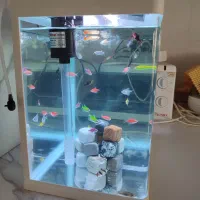 آکواریوم آماده شرکتی با ماهی و لوازم|ماهی|شیراز, تپه تلویزیون|دیوار