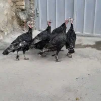 بوقلمون نر|حیوانات مزرعه|بروجرد, |دیوار