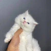 توله پرشین چشم تابه تا