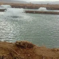 فروش‌ماهی‌قزل‌آلا|ماهی|انگوران, |دیوار